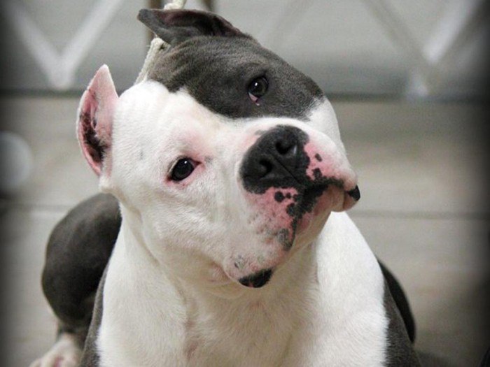 Познакомьтесь с Аммстаффом