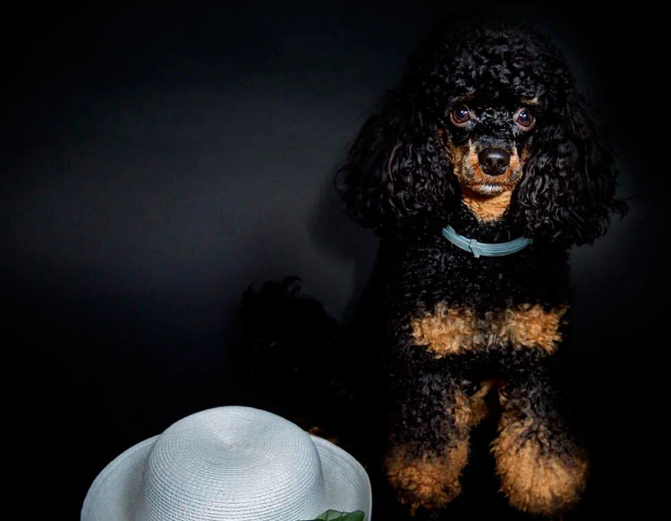 Пудель фантом фото