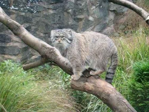 Животные, занесенные в Красную книгу Красноярского края - названия, описание