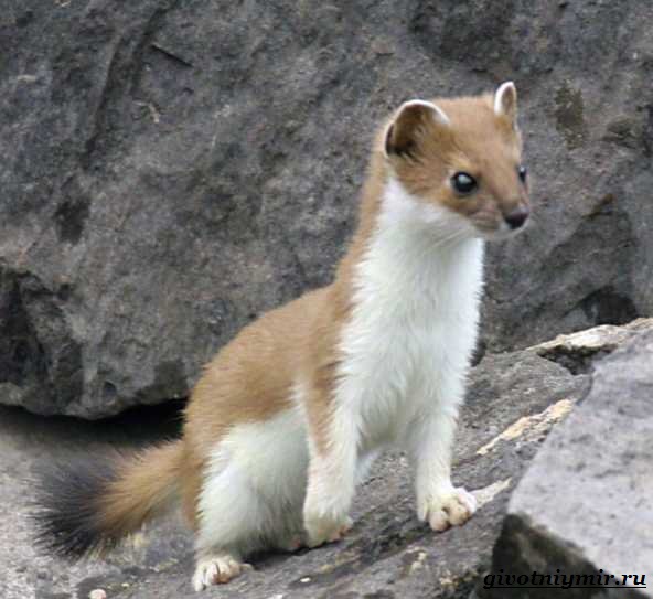 Горностаевое животное. Описание, особенности и среда обитания горностая