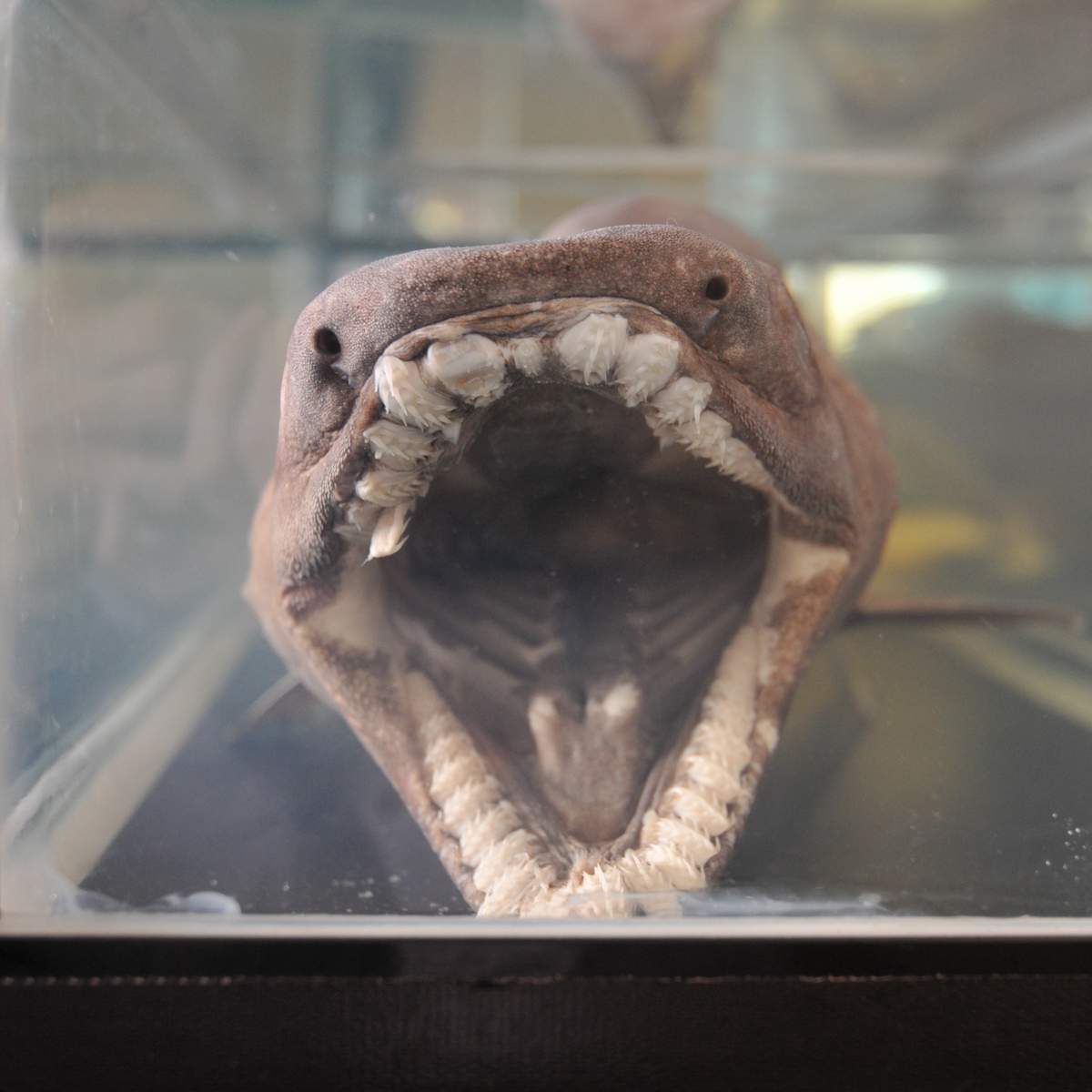 Плащеносцы едят кальмаров и других рыб. Плащеносцы едят кальмаров и других рыб.