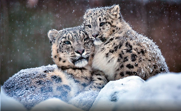 Самка ирбиса приносит потомство два раза в год