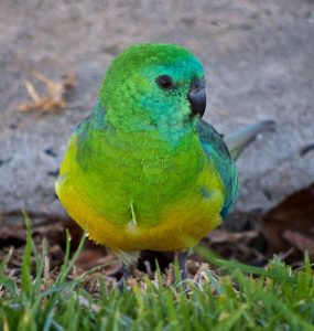 Домашние попугаи: виды, породы