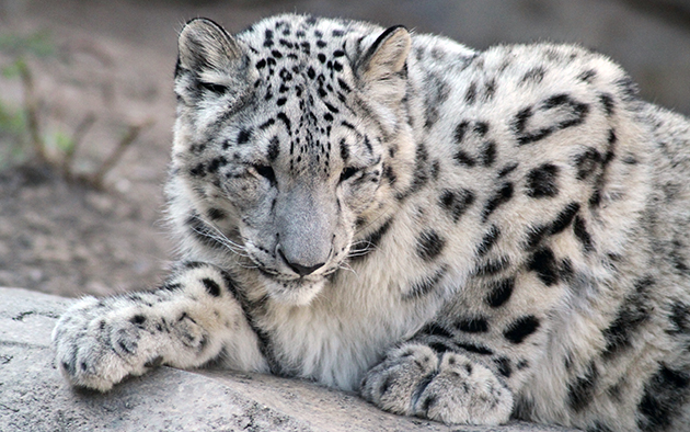 Снежный барс питается животной пищей