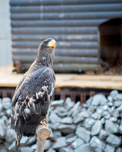 Беркут Aquila chrysaetos