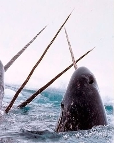 Нарвал (единорог) Monodon monoceros