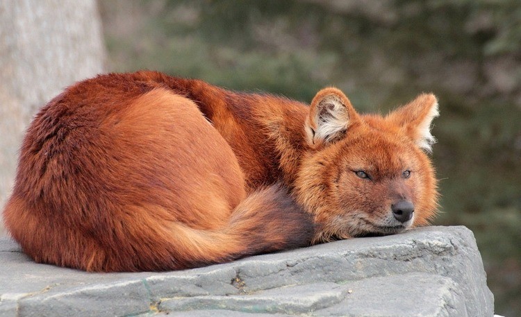 Красный волк Cuon alpinus