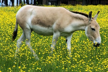 Кулан Equus hemionus
