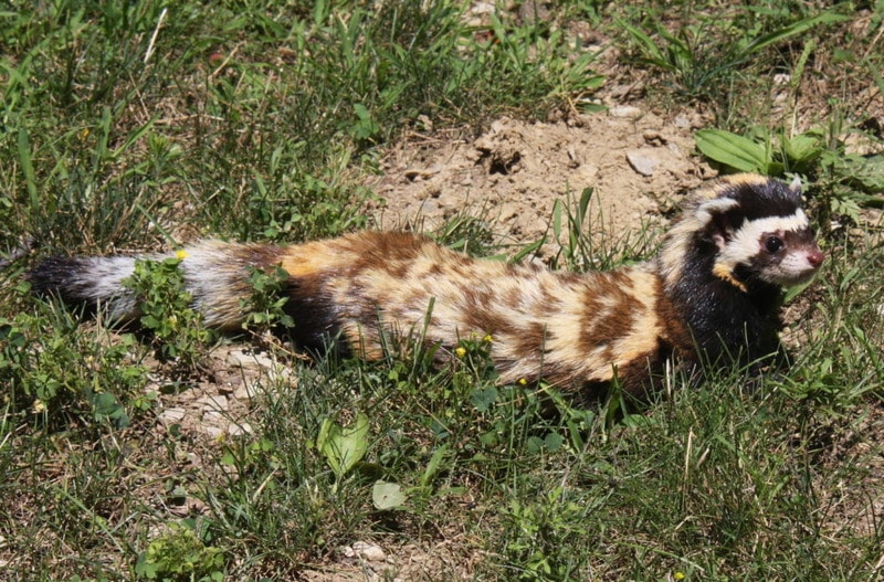 Перевязка Vormela peregusna