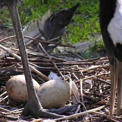 Японский (уссурийский) журавль Grus japonensis