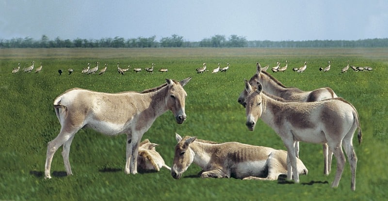 Кулан Equus hemionus