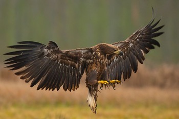 Морской орел Haliaeetus albicilla