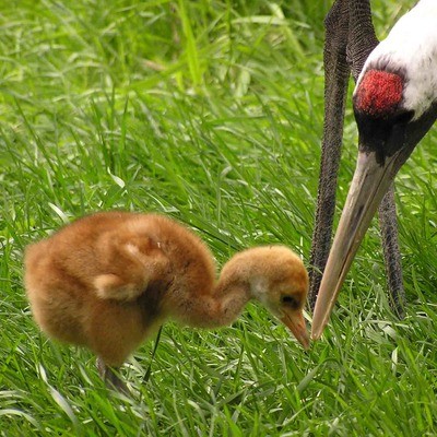 Японский (уссурийский) журавль Grus japonensis