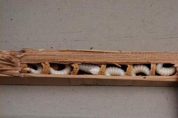 Пчела-плотник Xylocopa valga