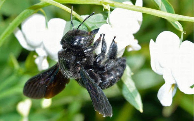 Пчела-плотник Xylocopa valga