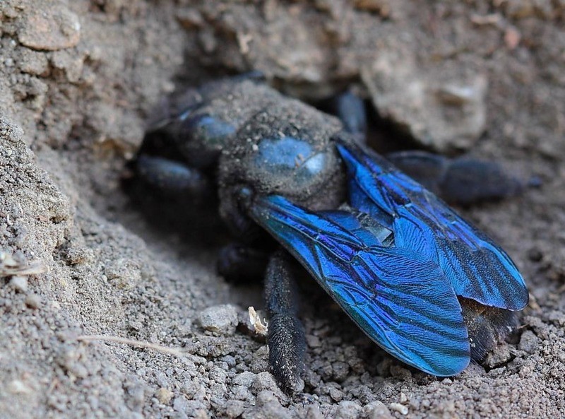 Пчела-плотник Xylocopa valga