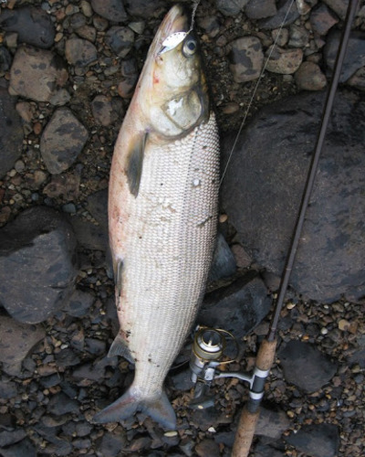 Nelma (underart av nelma) Stenodus leucichthys nelma