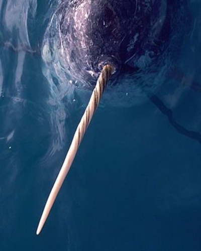 Нарвал (единорог) Monodon monoceros