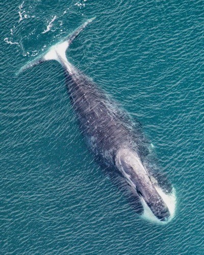 Гренландский кит (берингово-чукотская популяция) Balaena mysticetus (Bering-Chuckotka population)