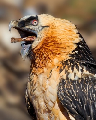 Морской орел Haliaeetus albicilla