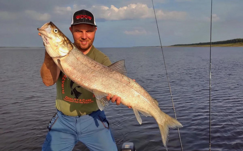 Nelma (underart av nelma) Stenodus leucichthys nelma