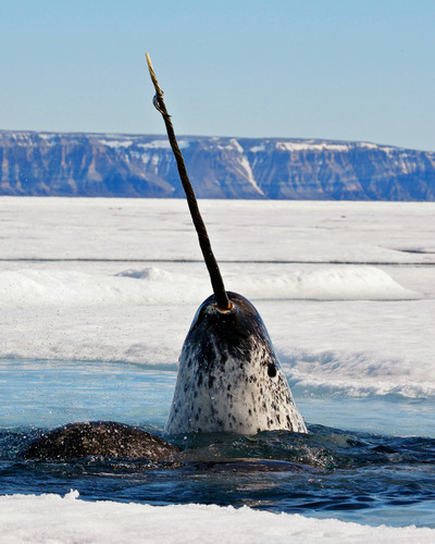 Нарвал (единорог) Monodon monoceros