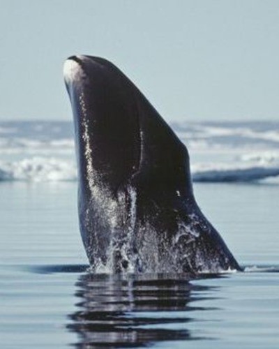 Гренландский кит (берингово-чукотская популяция) Balaena mysticetus (Bering-Chuckotka population)