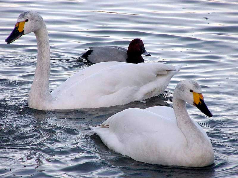 малый лебедь