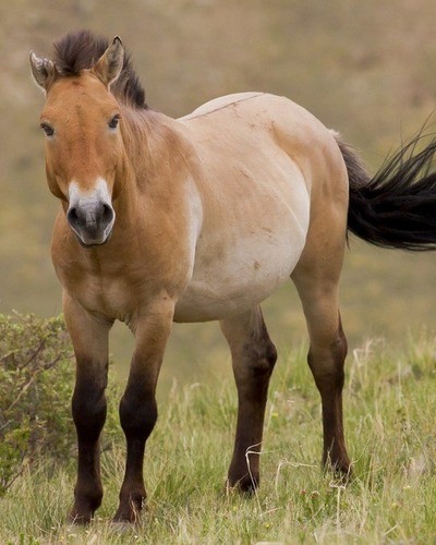 Лошадь Пржевальского Equus przewalskii