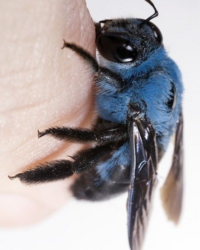 Пчела-плотник Xylocopa valga