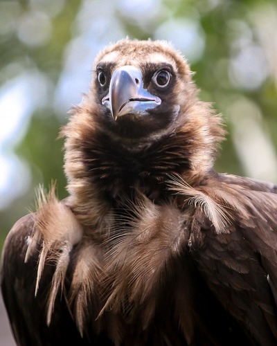 Морской орел Haliaeetus albicilla