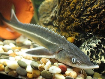 Стерлядь Acipenser ruthenus