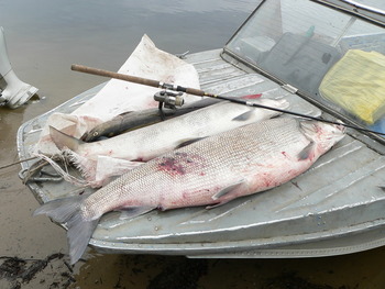 Nelma (underart av nelma) Stenodus leucichthys nelma