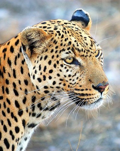 Леопард Panthera pardus