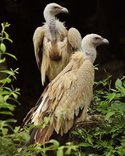 Белоголовый сип Gyps fulvus