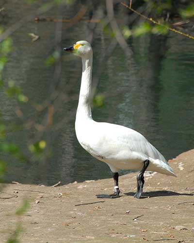 Лебеди: фото и описение, где зимуют, когда улетают, как называется детеныш