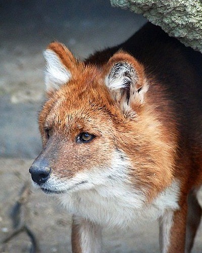 Красный волк Cuon alpinus