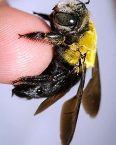 Пчела-плотник Xylocopa valga