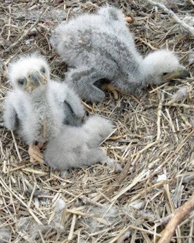 Морской орел Haliaeetus albicilla