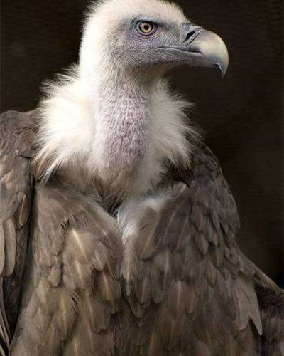 Белоголовый сип Gyps fulvus