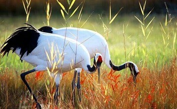 Японский (уссурийский) журавль Grus japonensis