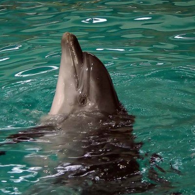 Черноморская афалина Tursiops truncatus ponticus