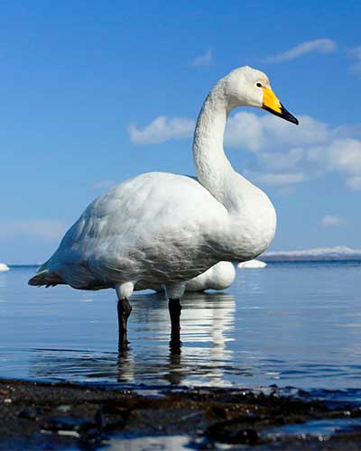 Лебеди: фото и описение, где зимуют, когда улетают, как называется детеныш