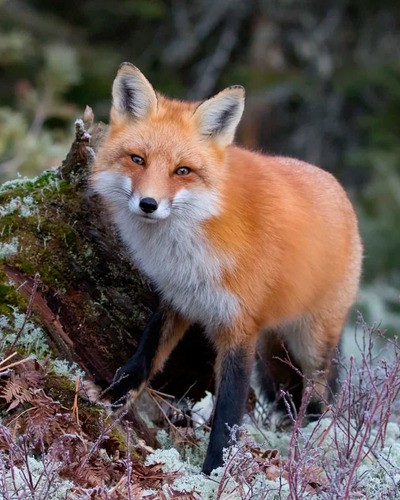 Красный волк Cuon alpinus