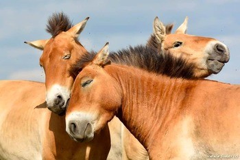 Лошадь Пржевальского Equus przewalskii