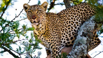 Леопард Panthera pardus