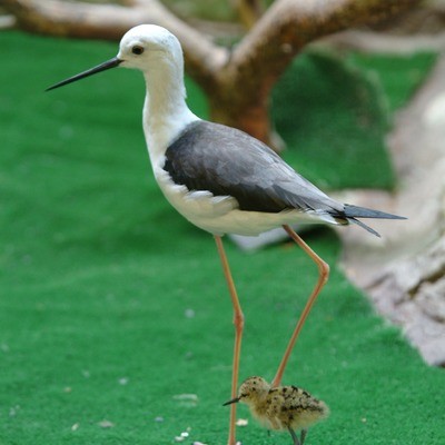 Ходулочник Himantopus himantopus