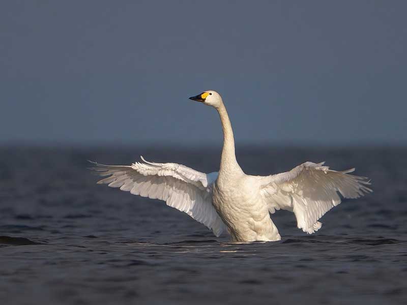 малый лебедь