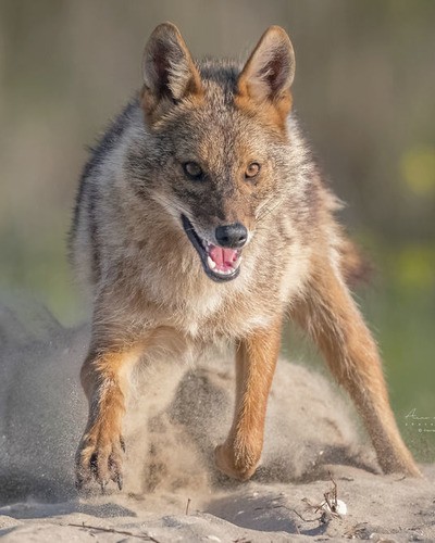 Красный волк Cuon alpinus