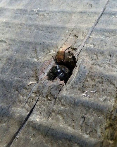 Пчела-плотник Xylocopa valga